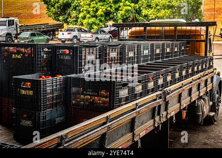 Marilia, San Paolo, Brasile, 3 ottobre 2024. Camion carico di scatole di plastica piene di pomodori, da scaricare presso la scatola di vendita presso la fornitura CEAGESP Foto Stock