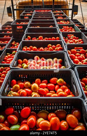 Marilia, San Paolo, Brasile, 3 ottobre 2024. Camion carico di scatole di plastica piene di pomodori, da scaricare presso la scatola di vendita presso la fornitura CEAGESP Foto Stock