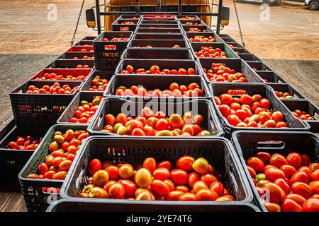 Marilia, San Paolo, Brasile, 3 ottobre 2024. Camion carico di scatole di plastica piene di pomodori, da scaricare presso la scatola di vendita presso la fornitura CEAGESP Foto Stock