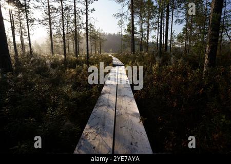 Duckboard che conduce attraverso una palude alla luce del mattino presto. Parco nazionale di Seitseminen, Ylojarvi, Finlandia. Foto Stock