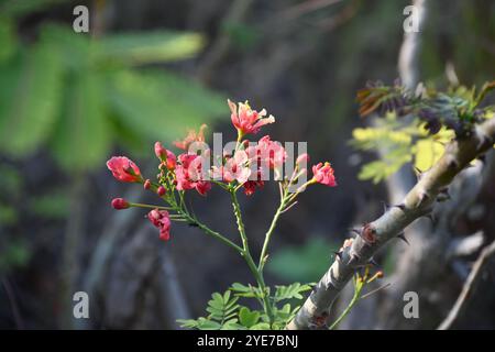 Hibiscus rosa sinensis Foto Stock