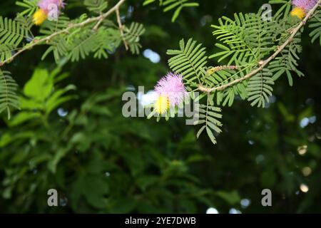 Albero di Natale Kalahari (Dichrostachys cinerea) con foglie, fiori e gemme. Foto Stock