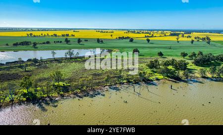 Il lago Mulwala è un verde di billabong e campi di canola in lontananza Foto Stock