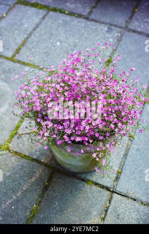 Outdoor, fiori e piante in vaso per la crescita, la sostenibilità e il giardinaggio a terra dall'alto. Natura, dianthus e fioritura dall'alto con vista floreale Foto Stock