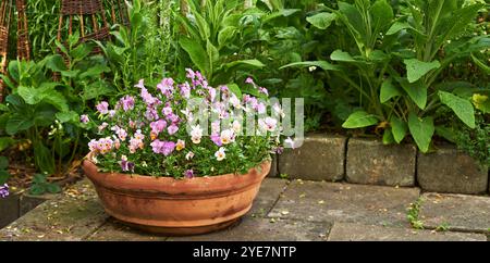 Viola cornuta fiori, vaso e giardino in primavera con foglie, terreno e crescita con il sole nel cortile. Paesaggio, piante e fiori di viola Foto Stock