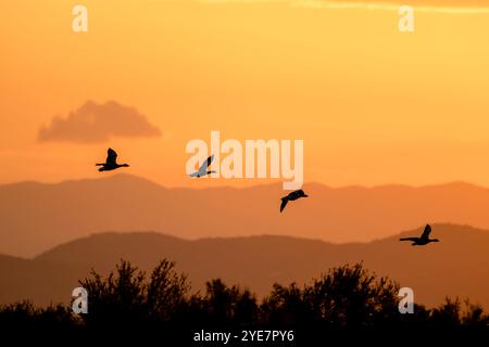 Stormo di oche volanti all'alba. Sagoma dell'oca grigia o dell'oca grigia (Anser anser) in volo con un bellissimo cielo all'alba sullo sfondo. Isola Foto Stock