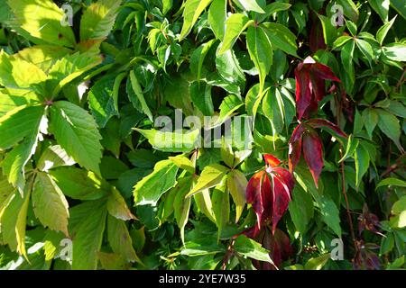 Foto full frame di ivy Foto Stock