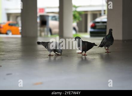 Piccioni che si nutrono su un terreno di cemento di un ponte vuoto piatto HDB (Housing Development Board) a Singapore, accanto a un parcheggio in un ambiente urbano. Foto Stock