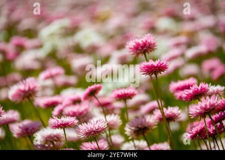 Rhodanthe chlorocephala, la margherita eterna rosa e bianca, comune nell'Australia Occidentale e nell'Australia meridionale Foto Stock