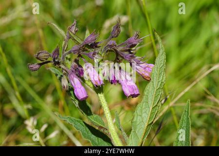 Primo piano dai fiori rosa ai fiori violacei di comune conforto, Symphytum officinale. Famiglia Boraginaceae. Luglio, estate, Paesi Bassi Foto Stock