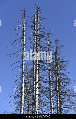 Deadwood, foresta nel Parco Nazionale di Harz, Sassonia-Anhalt, Germania, Europa Foto Stock