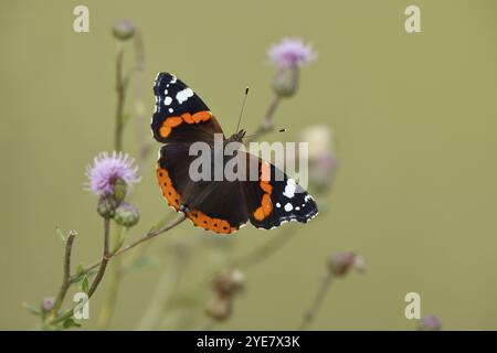 Farfalla ammiraglio (Vanessa atalanta), farfalla che succhia il nettare da un cardo, insetto, farfalla, fauna selvatica, HANSAG, lago Neusiedl, Burgenland Foto Stock