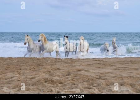 Cavalli bianchi della Camargue che galoppano attraverso l'acqua di mare poco profonda su una spiaggia sabbiosa sotto un cielo nuvoloso, Camargue, Francia, Europa Foto Stock