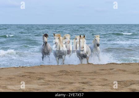 Cavalli bianchi della Camargue che galoppano attraverso il surf sulla spiaggia, scena dinamica e potente, Camargue, Francia, Europa Foto Stock