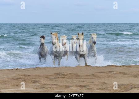 Cavalli bianchi della Camargue che galoppano attraverso il surf sulla spiaggia, scena dinamica e potente, Camargue, Francia, Europa Foto Stock