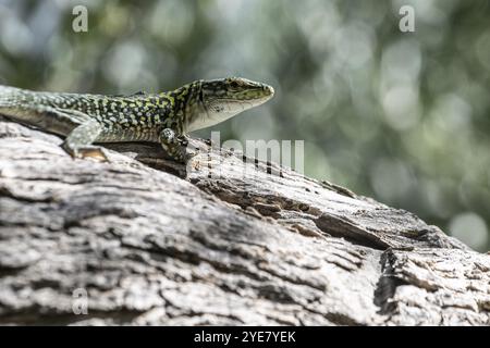 Lucertola muraria siciliana (Podarcis waglerianus), Sicilia, Italia, Europa Foto Stock