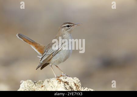 Parula di siepi (Cercotrichas galactotes), famiglia flycatcher, Ayn Hamran, Salalah, Dhofar, Oman, Asia Foto Stock