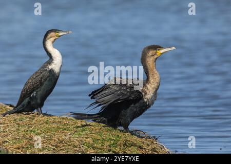 Cormorano petto bianco (Phalacrocorax lucidu), due cormorani, sul persico, foraggio, biotopo, famiglia dei cormorani, Africa, riserva naturale di False Bay Stra Foto Stock