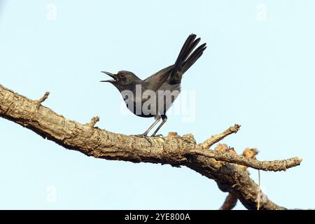 Wheatear dalla parte bianca, Wheatear dalla parte bianca, (Oenanthe albifrons), sito di appollaiamento, uccelli passerini, famiglia flycatcher, Africa, campo di Tendaba, Kwinella Foto Stock