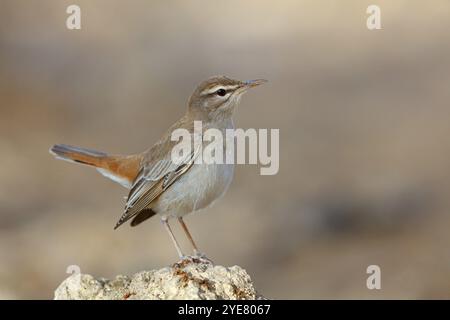 Parula di siepi (Cercotrichas galactotes), famiglia flycatcher, Ayn Hamran, Salalah, Dhofar, Oman, Asia Foto Stock