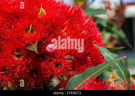 La Corymbia ficifolia, comunemente nota come gomma da fiore rossa, è una specie di piccolo albero endemica del sud-ovest dell'Australia Occidentale Foto Stock