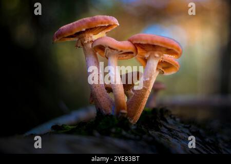 Primo piano di un fungo al miele Armillaria che cresce su un albero morto Foto Stock