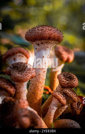 Macro shot verticale di fungo midollare multiplo del genere Armillaria, probabilmente Armillaria mellea che cresce sul tronco di un albero di betulla caduto Foto Stock