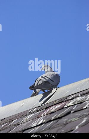 Colomba di roccia Columba livia arroccata sul tetto della casa Isola di Islay, Ebridi interne, Scozia Foto Stock