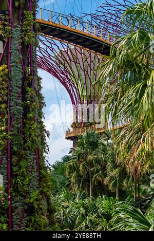 L'OCBC Skyway, a 22 metri dal suolo, è una passerella aerea lunga 128 metri tra due dei Super alberi del Gardens by the Bay di Singapore Foto Stock