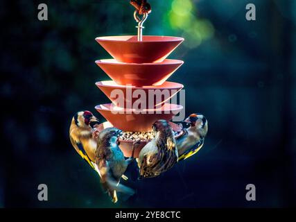 Passeri e porcellini che si nutrono di semi di girasole da un alimentatore di uccelli durante il sole invernale Foto Stock