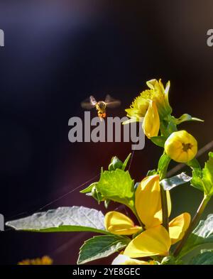 Strandja mountians Bulgaria 30 ottobre 2024 Honny Bees Working Hard Autumn Wildflowers Clifford Norton Alamy Live news Foto Stock