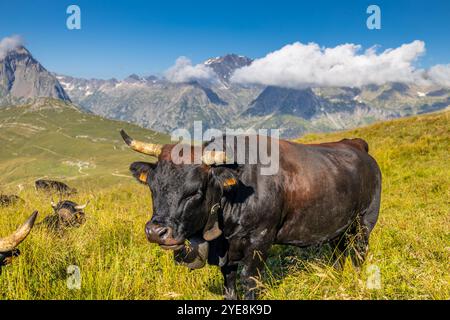 Mucca sul prato alpino, bestiame sulle montagne. Una grossa mucca che giace e sta in piedi sull'erba verde delle Alpi. Una mucca su un prato alpino Foto Stock