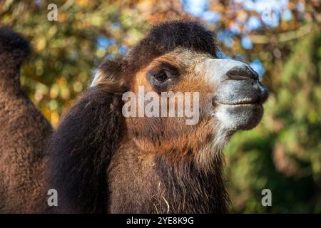 Ritratto di cammello domestico adulto della Battria, Camelus bactrianus, cammello a due gobbe Foto Stock