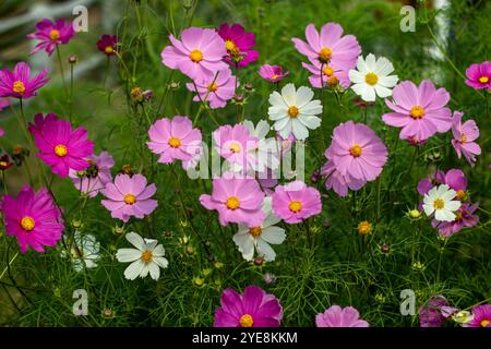 I COSMOS sono fiori annuali con fiori colorati e simili a margherite che si trovano in cima a lunghi steli sottili. I COSMOS sono annuali a fioritura libera e facili da sgranare Foto Stock