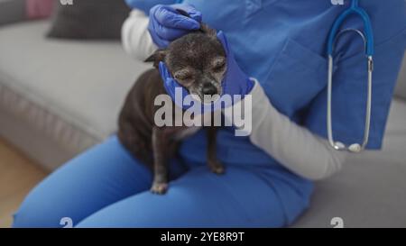 Il veterinario in scrub blu esamina delicatamente le orecchie di un chihuahua contenuto all'interno di un moderno soggiorno. Foto Stock