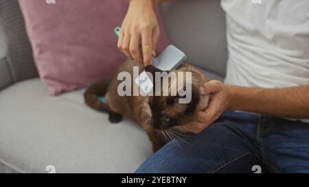 Un uomo a casa spazzola un gatto siamese seduto su un divano grigio con un cuscino rosa nelle vicinanze. Foto Stock