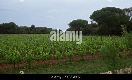 Lussureggiante vigneto in puglia, italia, con filari di viti sullo sfondo di alberi verdeggianti sotto un cielo nuvoloso. Foto Stock