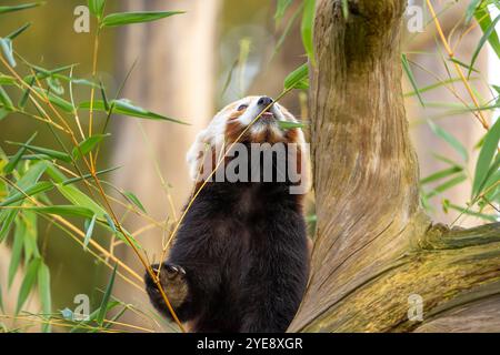 Primo piano davanti a un grazioso panda rosso (Ailurus fulgens) isolato all'aperto fino al malessere, arrampicandosi su un albero mentre mangiava. Foto Stock