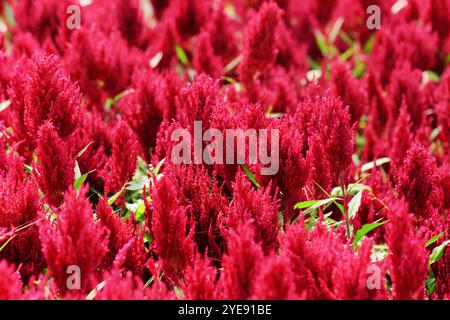 Bellissimo prato floreale in primavera ed estate Foto Stock