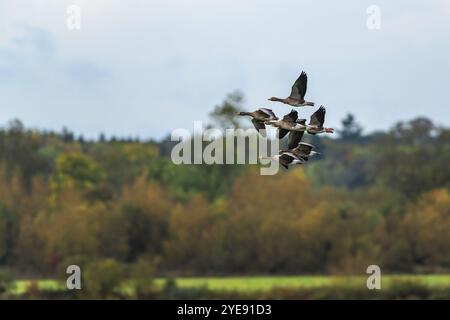 Greylag Goose, Anser Anser, uccelli in volo sulle paludi all'alba Foto Stock