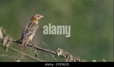 Um novo olhar! Foto Stock