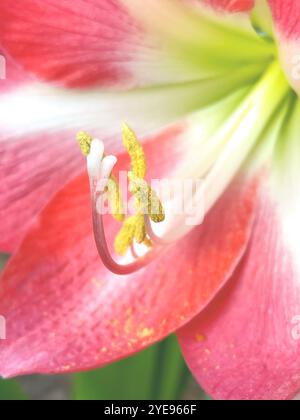 Primo piano di una fioritura multicolore di fiori di Amaryllis rosa scuro e bianco. Foto Stock