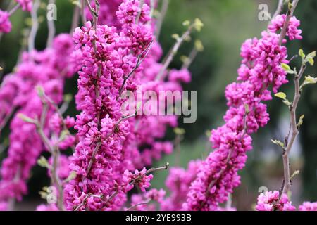 Un albero cinese di redbud in piena fioritura all'inizio della primavera. Foto Stock