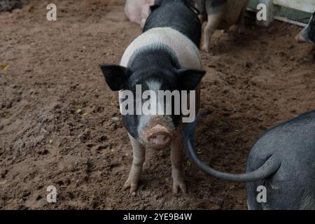 Maiali e attività quotidiane Foto Stock