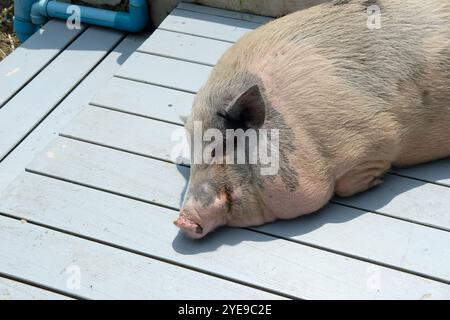 Maiali e attività quotidiane Foto Stock