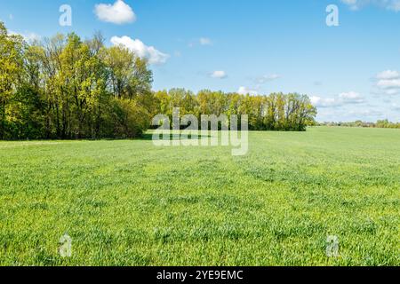 Un campo di grano giovane con alberi sullo sfondo. Campo verde, foresta all'orizzonte, cielo blu con nuvole bianche. Natura sfondo astratto. Foto Stock