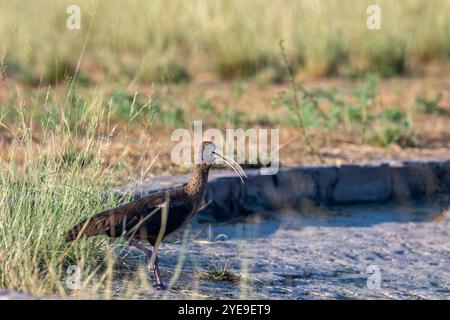 Ibis con pantalone rosso o ibis nero indiano o primo piano di uccello Pseudibis papillosa o ritratto al santuario tal chhapar blackbuck rajasthan india asia Foto Stock