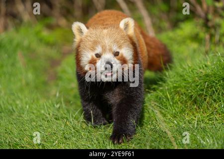 Primo piano frontale dettagliato di un grazioso panda rosso (Ailurus fulgens) isolato all'aperto sull'erba, camminando in avanti verso la fotocamera. Foto Stock