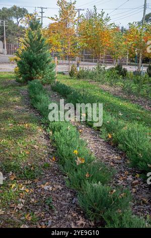 Detroit, Michigan - Un gigantesco albero di sequoia (Sequoiadendron giganteum) che cresce ad Arboretum Detroit, insieme a due file di giovani piantine. Arboretum De Foto Stock