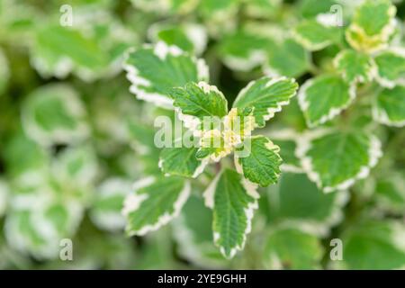 Foglie di piante di incenso, Plectranthus Coleoides Foto Stock